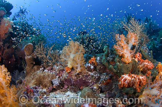 Reef Scene of Cardinalfish and coral photo