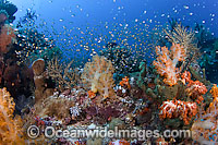 Reef Scene of Cardinalfish and coral Photo - Michael Patrick O'Neill