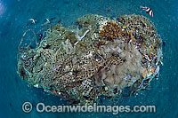 Garbage on Coral Reef Photo - Michael Patrick O'Neill