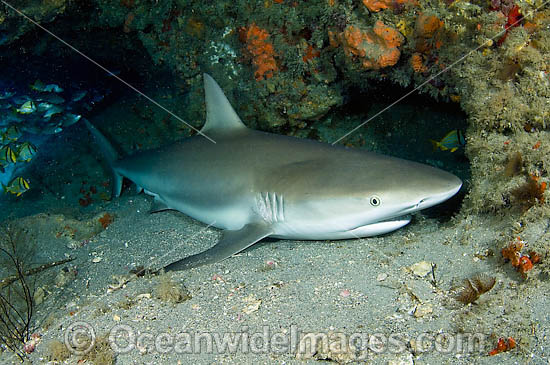 Caribbean Reef Shark sleeping in cave photo