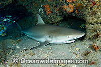Caribbean Reef Shark sleeping in cave Photo - Michael Patrick O'Neill