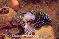 Parasitic Isopod on Hawkfish Photo - Michael Patrick O'Neill