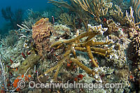 Endangered Staghorn Coral Florida Photo - Michael Patrick O'Neill
