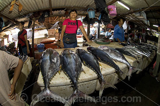 Fish Markets Bali photo
