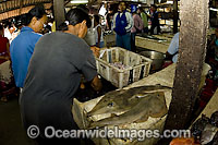 Fish Markets Bali Photo - Michael Patrick O'Neill