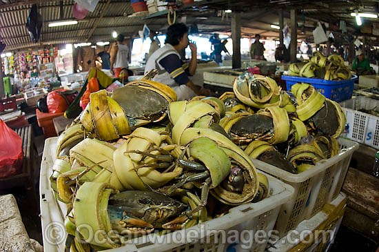 Fish Markets Bali Indonesia photo