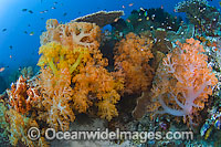 Soft Coral reef Komodo Photo - Michael Patrick O'Neill