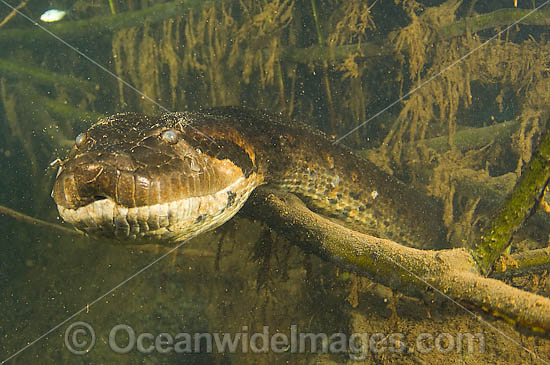 Green Anaconda underwater photo