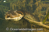 Green Anaconda underwater Photo - Michael Patrick O'Neill