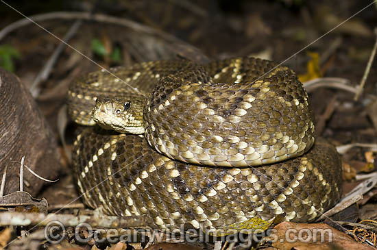 Neotropical Rattlesnake Crotalus durissus photo