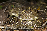 Neotropical Rattlesnake Crotalus durissus Photo - Michael Patrick O'Neill