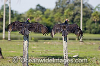 Turkey Vultures Cathartes aura Photo - Michael Patrick O'Neill