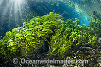 Pondweed in clear spring Photo - Michael Patrick O'Neill