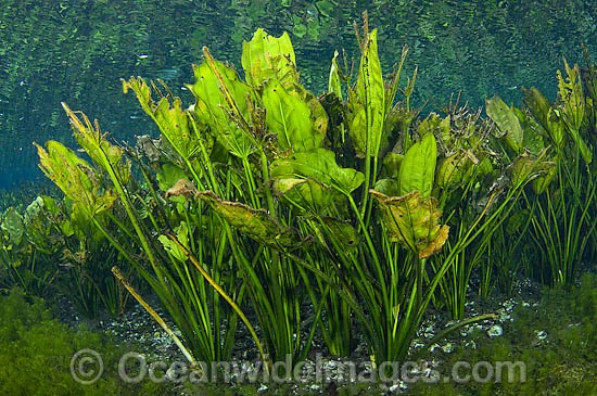 Water Plantain Echinodorus macrophyllus photo