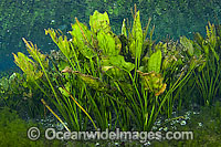 Water Plantain Echinodorus macrophyllus Photo - Michael Patrick O'Neill