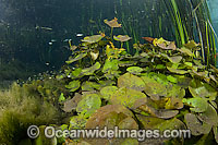 Water Lily Nymphaea gardneriana Photo - Michael Patrick O'Neill