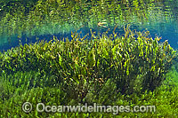 Water Plantain Echinodorus macrophyllus Photo - Michael Patrick O'Neill