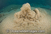 Sand and water erupt from clear spring Photo - Michael Patrick O'Neill