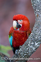 Red-and-green Macaw Ara chloropterus Photo - Michael Patrick O'Neill