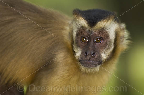 Bearded Capuchin Monkeys