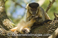 Brown Capuchin Monkey grooming young Photo - Michael Patrick O'Neill