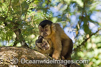 Brown Capuchin Monkey Photo - Michael Patrick O'Neill