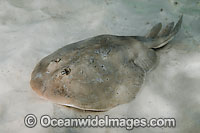 Lesser Electric Ray Narcine bancroftii Photo - Andy Murch
