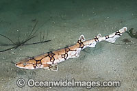 Chain Catshark Scyliorhinus retifer Photo - Andy Murch