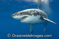 Great White Shark underwater Photo - Andy Murch