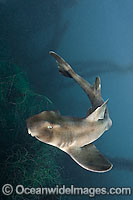 Horn Shark Heterodontus francisci Photo - Andy Murch