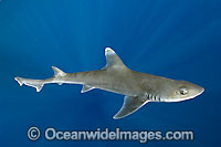 Gulf Smoothhound Shark Mustelus sinusmexicanus Photo - Andy Murch