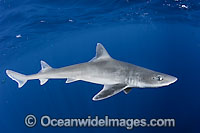Gulf Smoothhound Shark Photo - Andy Murch