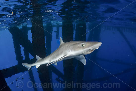 Gulf Smoothhound Shark swimming under oil rig photo