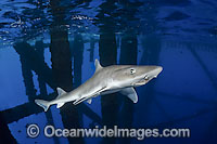 Gulf Smoothhound Shark swimming under oil rig Photo - Andy Murch