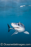 Shortfin Mako Shark underwater Photo - Andy Murch