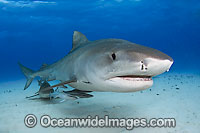Tiger Shark Galeocerdo cuvier Photo - Andy Murch