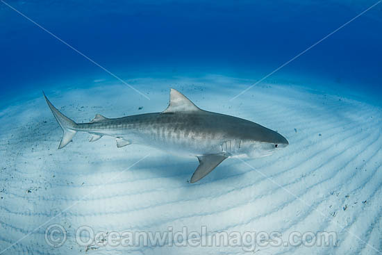 Tiger Shark underwater photo