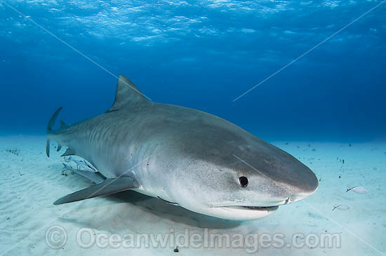 Tiger Shark underwater photo