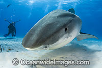 Tiger Shark underwater Photo - Andy Murch