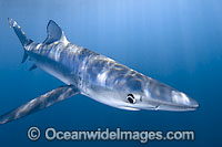 Blue Shark Photo - Andy Murch