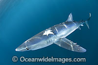 Blue Shark Blue Whaler Photo - Andy Murch