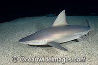 Sandbar Shark Photo - Andy Murch