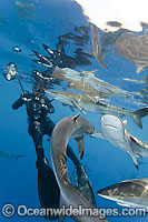 Silky Shark Photo - Andy Murch