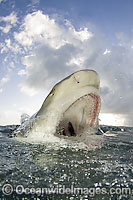 Lemon Shark jaws on surface Photo - Andy Murch
