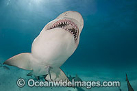Lemon Shark Negaprion brevirostris Photo - Andy Murch
