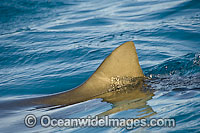 Lemon Shark fin at surface Photo - Andy Murch