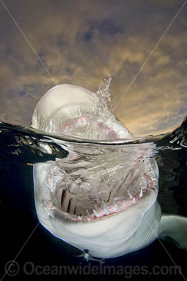 Lemon Shark jaws photo