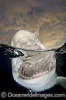 Lemon Shark jaws Photo - Andy Murch