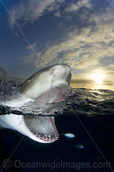 Lemon Shark Negaprion brevirostris jaws photo
