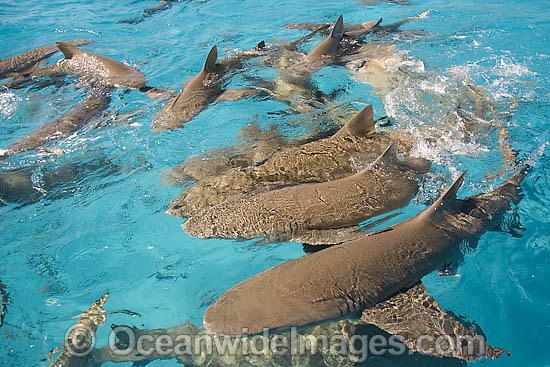 Lemon Sharks on surface photo